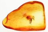Detailed Fossil Fungus Gnat (Mycetophilidae) In Baltic Amber #357837-1